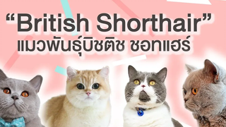 EP3 เรื่องราวของแมว บิชติช ชอทแฮร์ (British Shorthair)