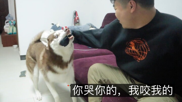 Saat anjing husky menggigitmu, coba pura-pura menangis di depannya—apa yang akan terjadi?