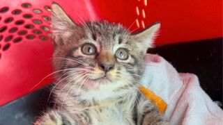 ครูหลินทำลายสถิติเป็นศูนย์ ขณะที่ครูขี้มือเหนียวอีกแล้วจับแมวไม่ได้