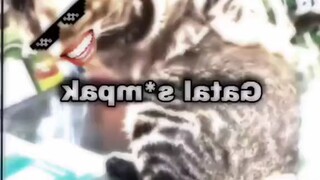 video kucing exe