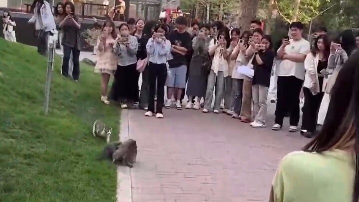 Kittens in a Brawl! Bystanders Watch the Mayhem