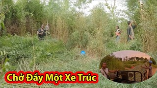 Tập 206: Antonio 2 ngày đi chặt tre//2Q vlogs cuộc sống châu phi