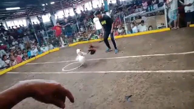 white kelso firebird gamefarm. Morong de arena