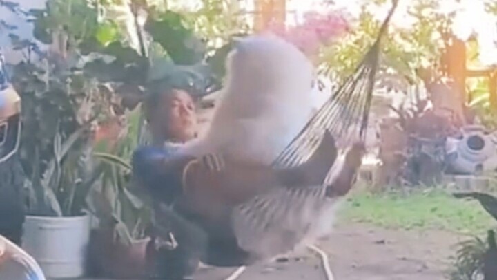 A Grand Showcase of Animal Healing Behaviors ❶❶