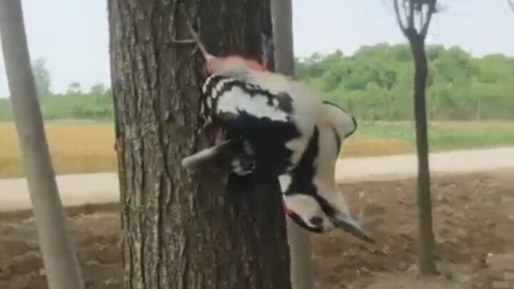 In a big forest, you'll find all kinds of birds.