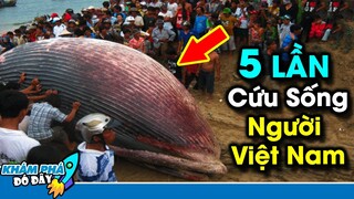 5 Lần Động Vật Quên Mình Giúp Đỡ Con Người...Rớt Nước Mắt Trước Trường Hợp Thứ 3 | Khám Phá Đó Đây