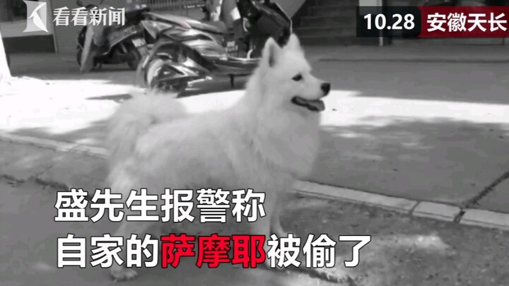 “Chó con đáng yêu quá, tôi không kìm được!” Đại gia lái xe sang bắt trộm chó bị bắt