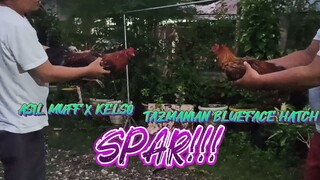 ASILMUFF X KELSO VS TAZMANIAN BLUEFACE HATCH  SPAR!!        JRP BACKYARD