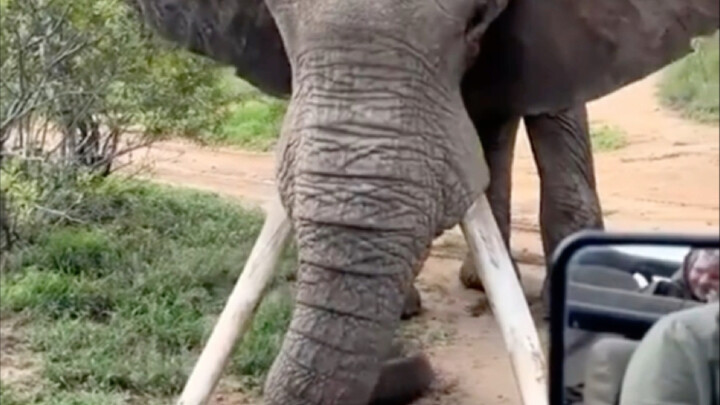 Thì ra voi lớn cảnh báo con người đừng xâm phạm lãnh thổ của nó bằng cách này!