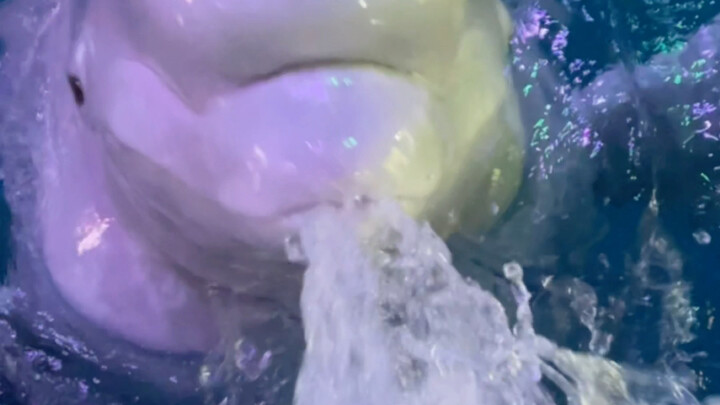 Xiaohui spits water at the slightest disagreement