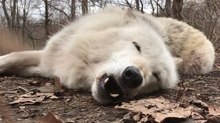 A lazy wolf
