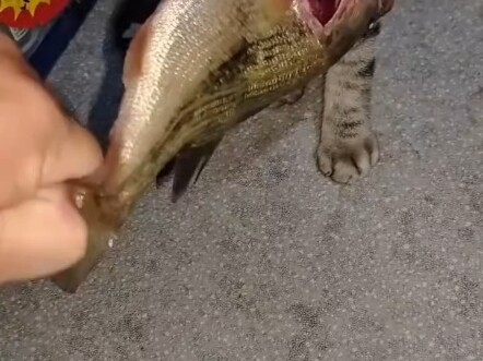 Hakimi Pretends to Be a Fishing Pro