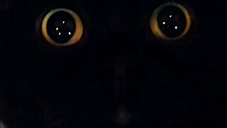 تصوير القطط، المثالية مقابل الواقع!