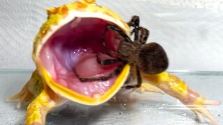 [Reptile pets] The horned frog eats a spider