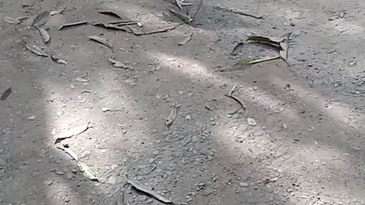makamingaw akong alagang manok dati