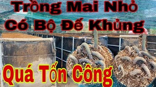 Cách trồng mai vàng có bộ rể đẹp | Cách trồng mai ương bằng hạt có bộ rể đẹp 2022