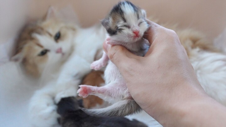Qiqi’s new baby has arrived, bringing both joy and worry.