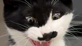 奶牛：内个，萌死的我可不赔钱奥！