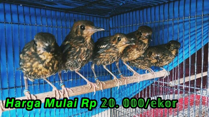 Stocnya Luberr, Harga Terjangkau. Update Harga Terbaru Kios Fatih Kicau
