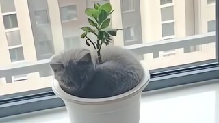 小猫咪这么睡一定有她的道理！