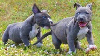 These Cute And Funny PITBULL DOGS Will Relieve Your Stress   😂 Funniest Dog Videos