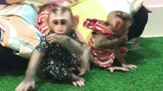When the three monkeys Tired and Sleepy