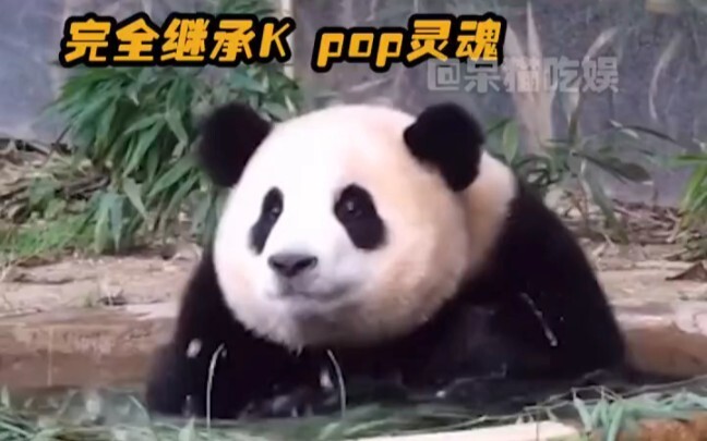 It truly is true that each place nurtures its own kind of bear—pandas included. In a few years, the 