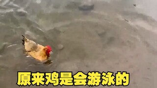 原来鸡是会游泳的