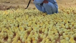 蹲下聚集鸡仔