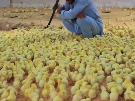 Squat down and gather the chicks