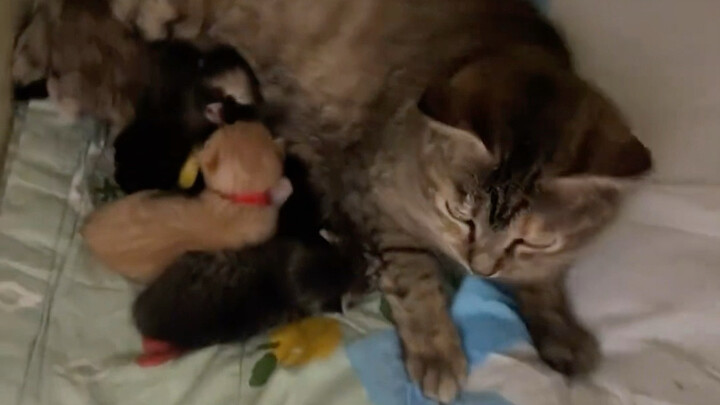第一次帮小猫接生