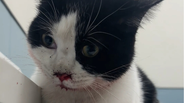 Come on, another cat jumped off the building, now only 8 lives left