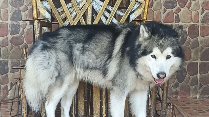 Anjing Alaska penjara tahta  kerajaan