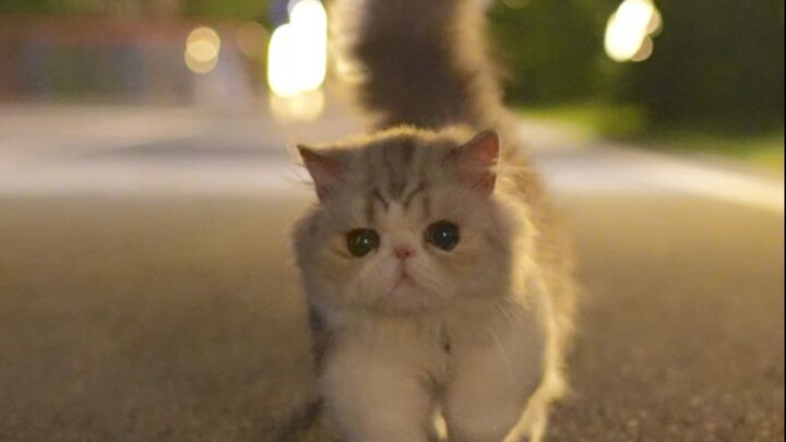 How to train a cat to walk like a dog? Real-life training with three kittens of different personalit