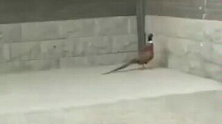 Isn't it nice just staying home and being honest?