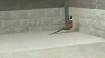 Isn't it nice just staying home and being honest?