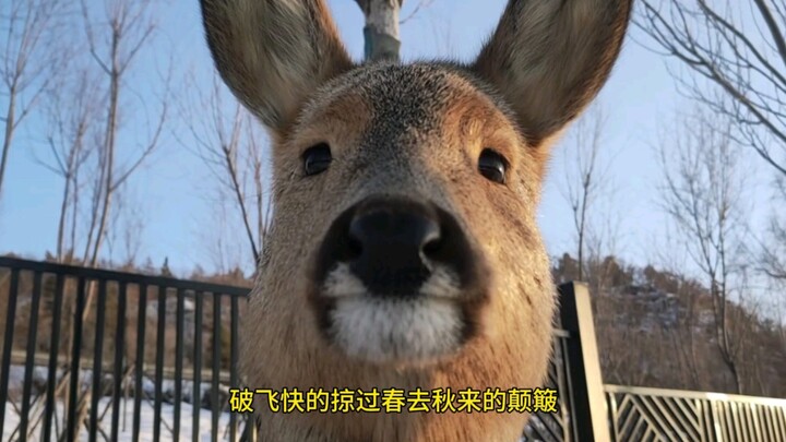 Animal zoo mukbang—super stress-relieving