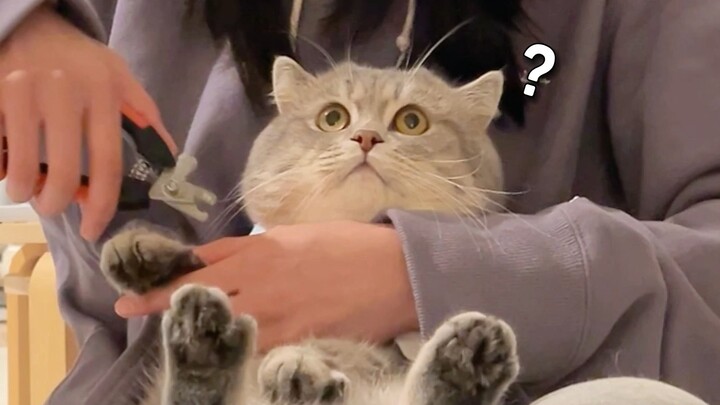 Cat Grooming Pedicure