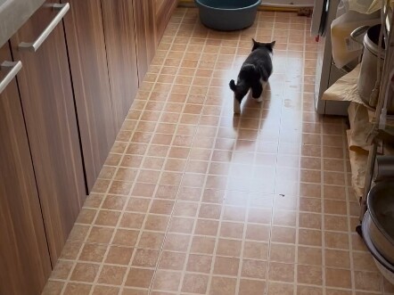 Mẹ nhận nuôi một chú mèo Xiêm siêu ngầu 🐱