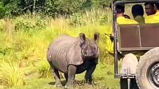 Amazing Rhino  Jungle Book