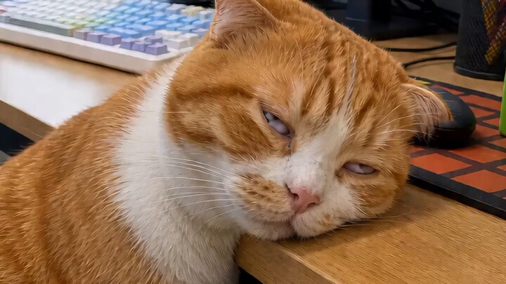 When you’re napping at the office, facing your coworkers
