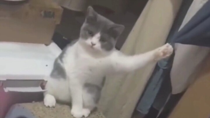 Me, Cat Cat, I’m just so unlucky!