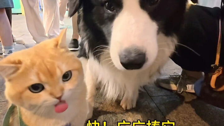Border Collie: Hari ini boleh jadi teman anjing yang baik?