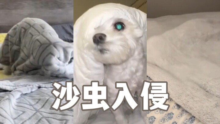 انتبه 🚨 ديدان الرمال اجتاحت الأرض بالكامل! وتتنكر في هيئة لطيفة لإيهام البشر!