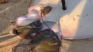 Rare Event || Stingrays Give Birth on Land