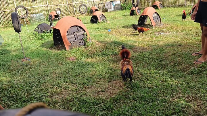 Peru Black Night VS Navajero Gilmore