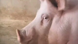 Office Worker Pig: My Week