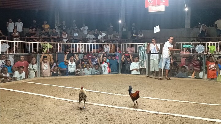 Jilljhames kanaway stag 1x winner - Island Sabong Promotion @ Camiguin