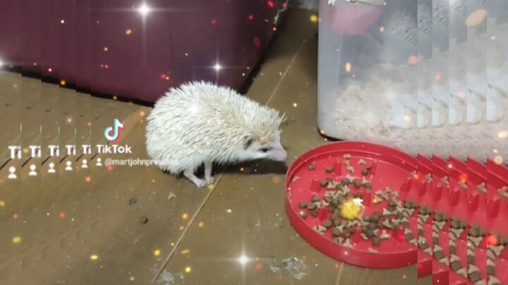 Hedgehog Eating