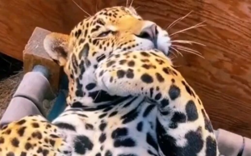 “แมวอ้วนกินมือ”